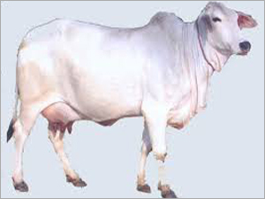 Cows Tharparkar