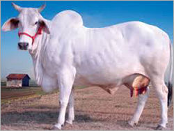 Tharparkar Cow Supplier