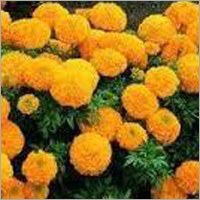 Organic Marigold Flowers