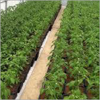 Green Chillies Plant