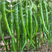 Green Chillies Plant