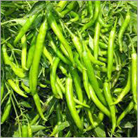 Organic Green Chillies Plant