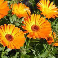 Calendula Flower