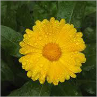 Calendula Flower