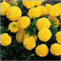 Marigold Flower