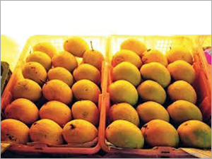 Alphonso Mango