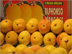 Alphonso Mango