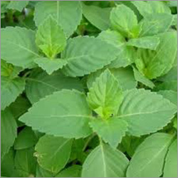 Organic Tulsi Plant