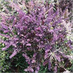 Organic Tulsi Plant