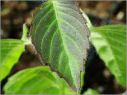Organic Tulsi Leaves