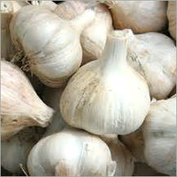 Garlic Bulb