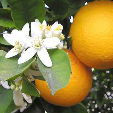 Bitter Orange Oil