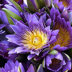 Blue lotus absolute oil