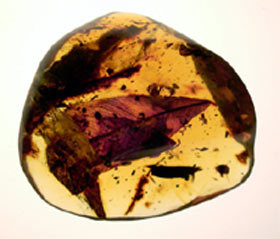 Amber Attar