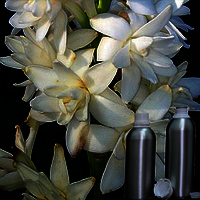 Rajnigandha Attar - Essential Oils, 100ml | Elegant Scent, Long-lasting Fragrance, Pure And Natural, Unique Aroma, Versatile Use