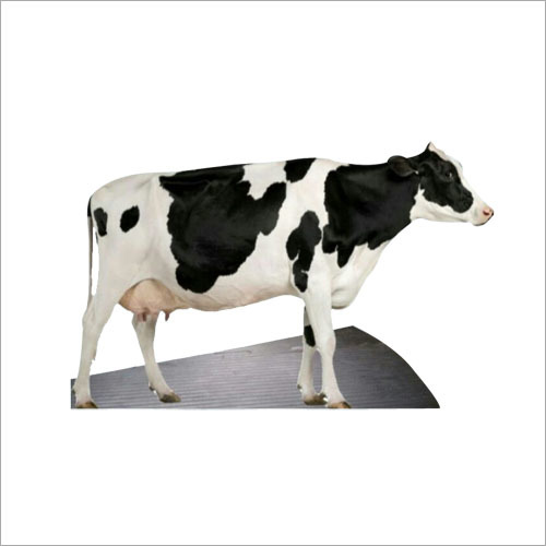 Cow Mat