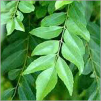 Curry Leaves