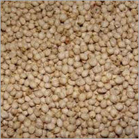 Jowar Seed
