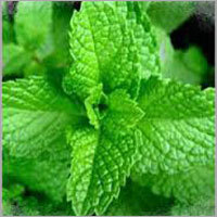 Herbal Medicines