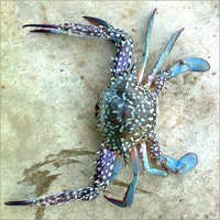 Mud Crab - Freshly Procured, Hygienically Cleaned | High Protein Source, Easy To Cook, Rich Nutritional Value