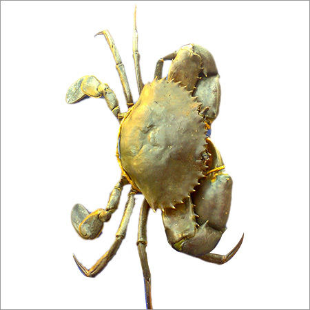 Sea Crab