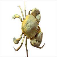 Sea Crab - Premium Quality Freshly Sourced, Cleaned & Ice-packed | Disease-free, Longer Shelf Life, High Protein Content