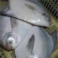 Fish Meat