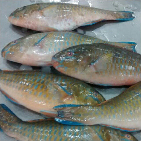 sea vaval fish