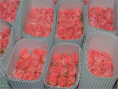 Pink Rose