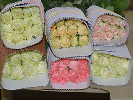 Fresh Rose