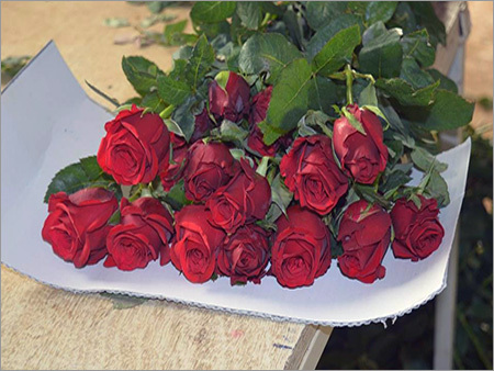 Red Rose