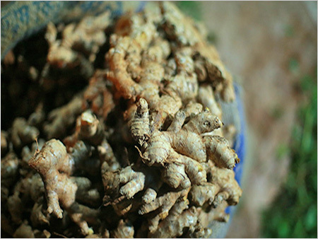 Ginger
