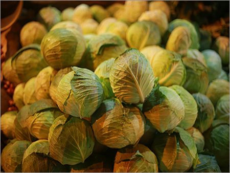 Fresh Cabbage