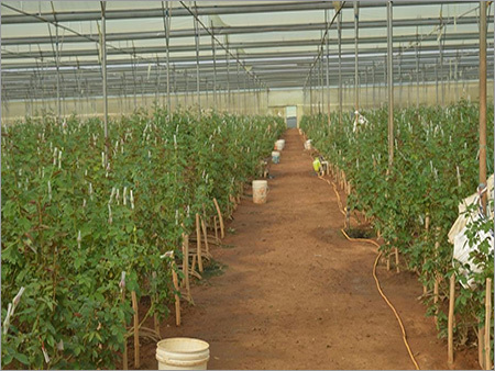IBET Exim Flowers Farm