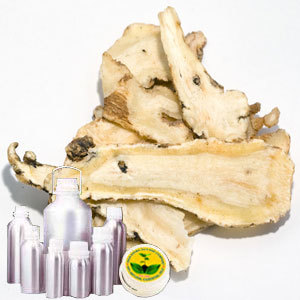 Angelica Root Absolute Oil