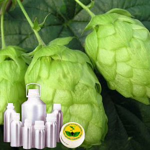 Hops Absolute Oil By INDIA AROMA OILS AND COMPANY
