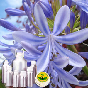 Hyacinth Absolute Oil By INDIA AROMA OILS AND COMPANY