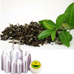 Tea Green Absolute Oil By INDIA AROMA OILS AND COMPANY