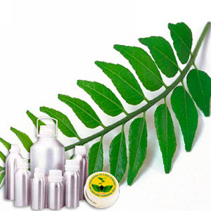 Curry Leaf Oil By INDIA AROMA OILS AND COMPANY