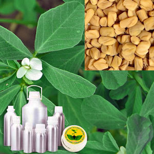 Fenugreek Oil By INDIA AROMA OILS AND COMPANY