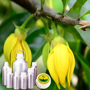 Ylang Ylang Oil 1st Grade Certified Organic