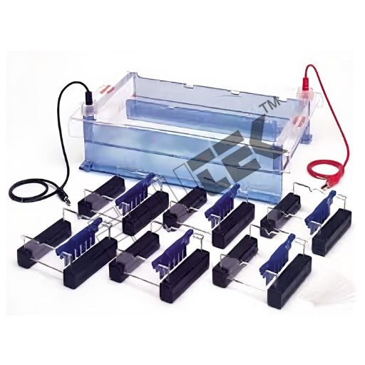 जेल इलेक्ट्रोफोरेसिस