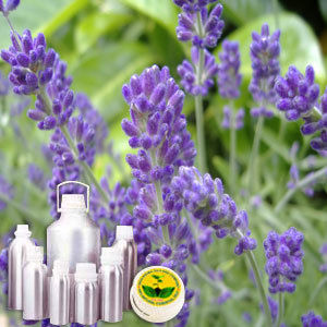 Lavender CO2 Extract Oil
