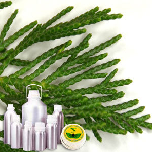 Wildcrafted Cypress Leaf Oil