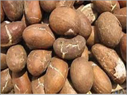 Bitter Kola