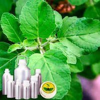 Indian Basil (chavicol) - 1 Litre Clear Pale Yellow Liquid, Steam Distilled | Therapeutic, Aromatic, Natural, 99% Pure Essential Oil