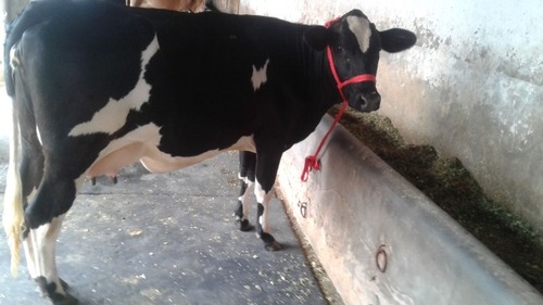 black and white hf cow