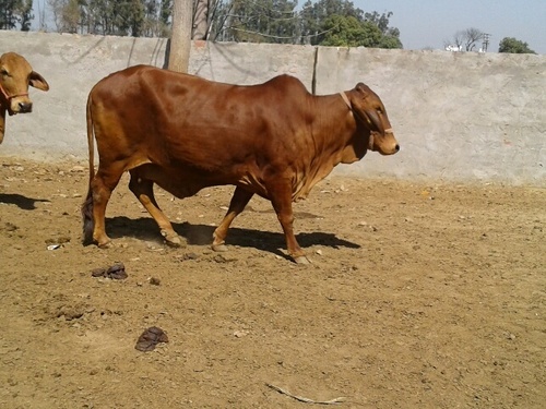 Sahiwal Cows in india