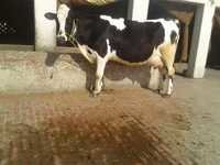 Best HF Cows Supplier in Karnal
