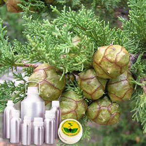 Cypress Therapeutic Grade Oil By INDIA AROMA OILS AND COMPANY